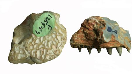 Isisfordia molnari fossils