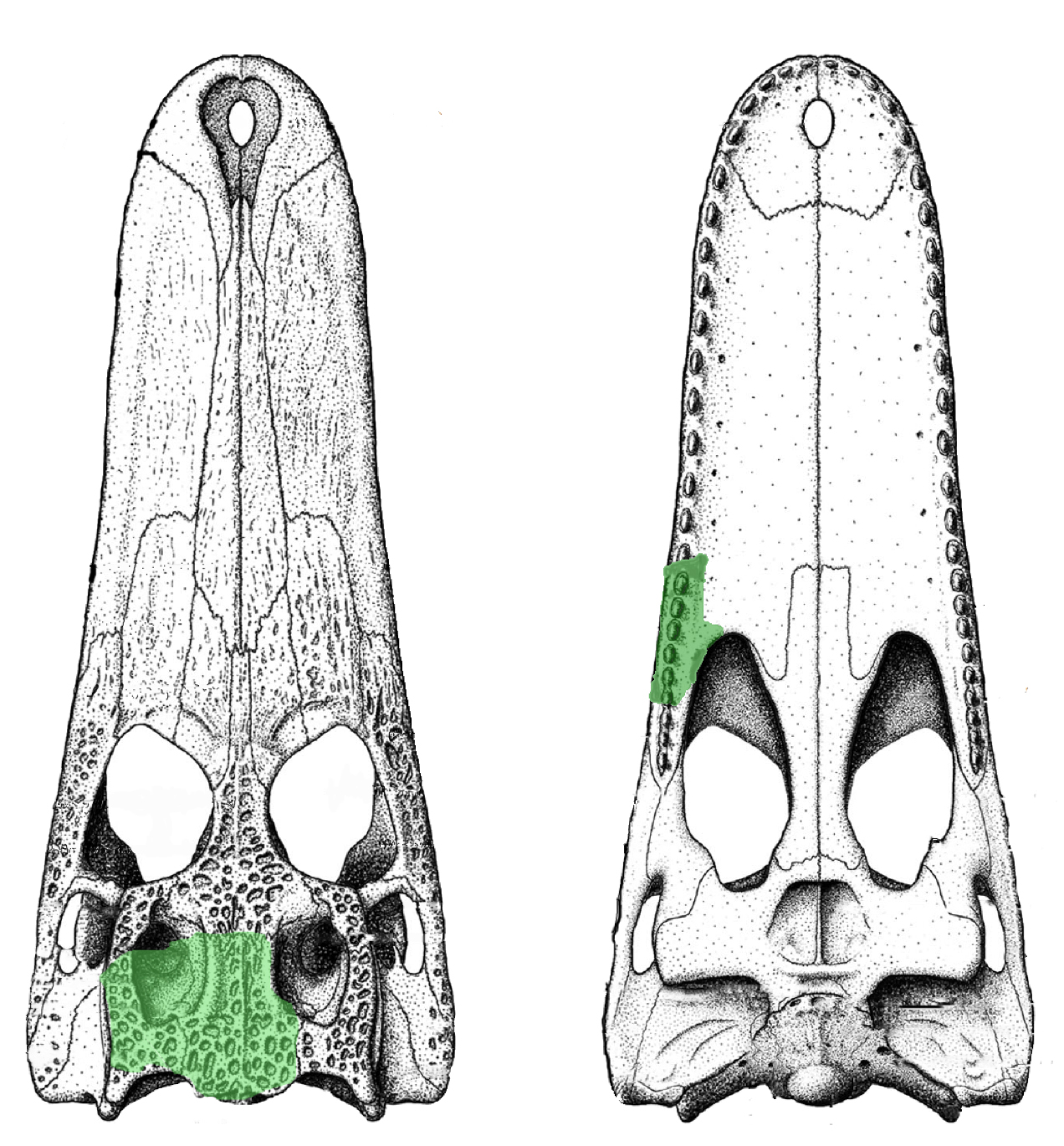 parts of Isisfordia molnari