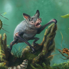 Mystacina robusta (Gavin Mouldey)