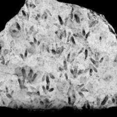 Dino footprints